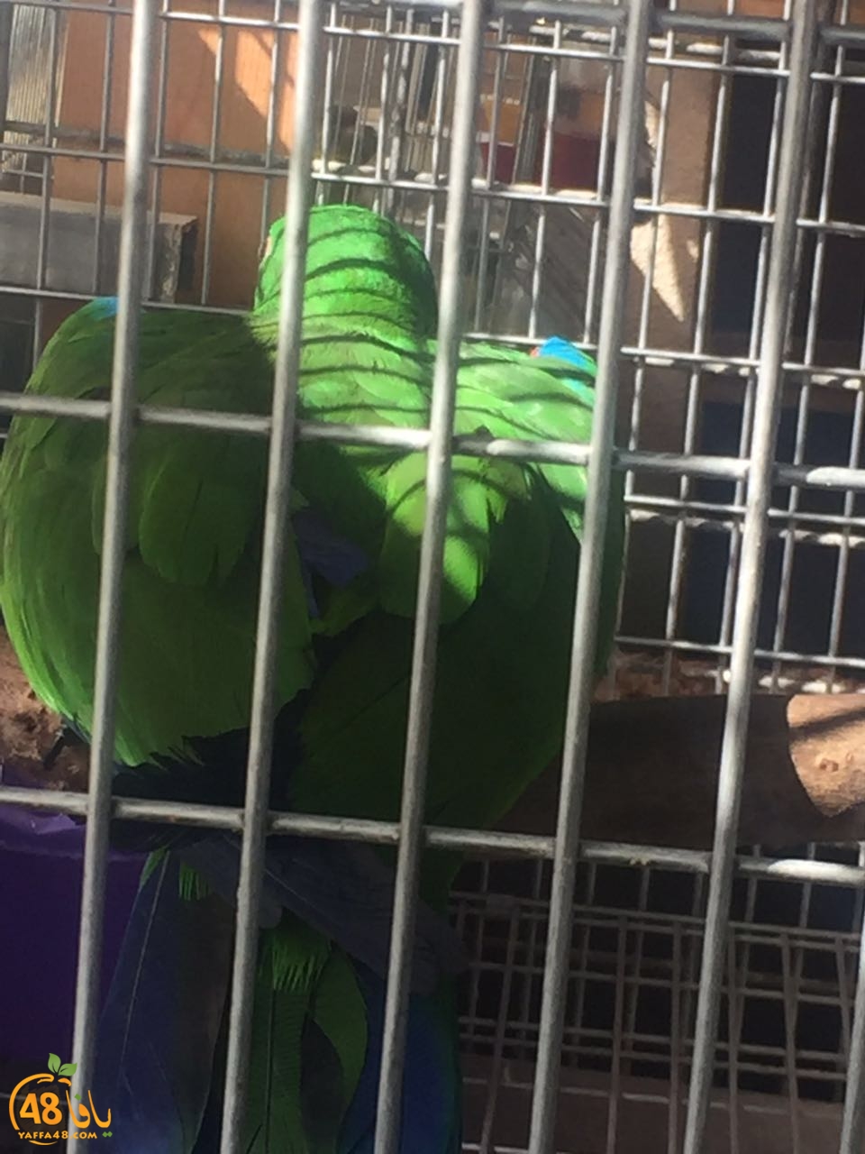 zohdy 3ashor (6).jpg